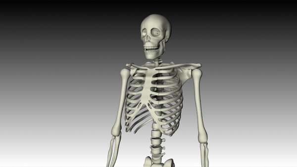 maya human skeleton - Skeleton (top) by philbert2286